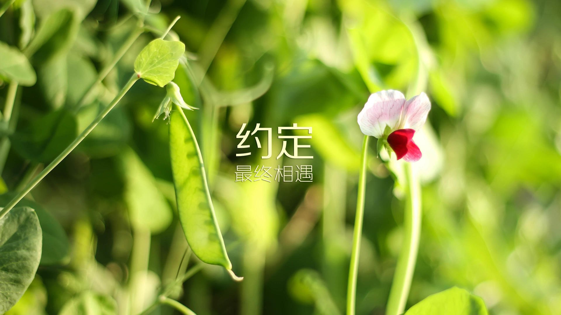 后场反击：防守反击战术的精彩体现，后场击球技术有哪些