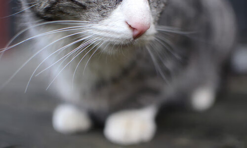 法甲VAR语义处理模块提升判罚透明度和公平性，var解释