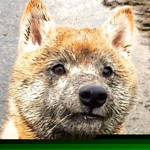 西甲裁判语义协调机制在多国球员比赛中的适配性研究，意甲裁判球衣品牌