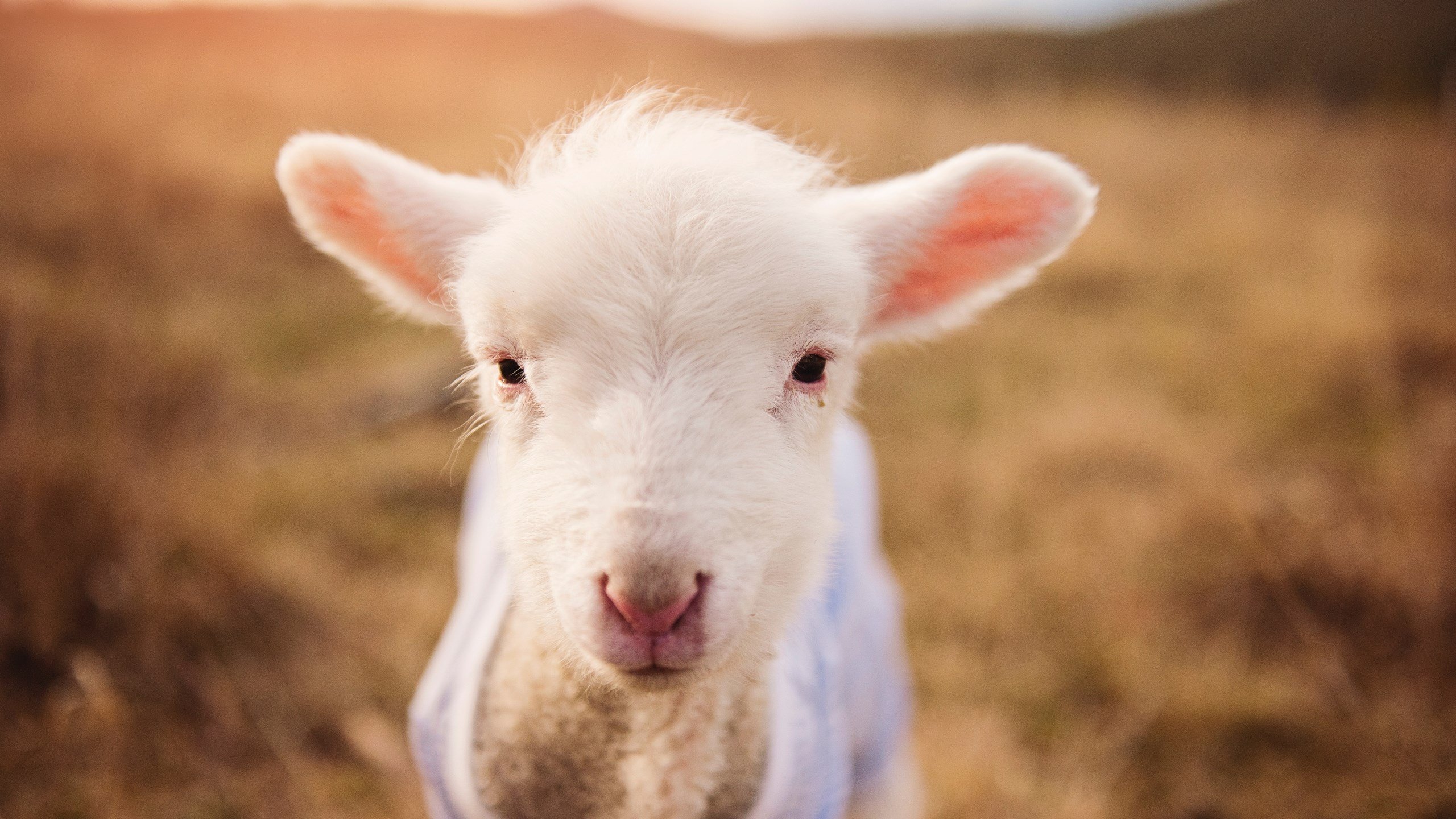 Teun Koopmeiners扳平一球无力回天