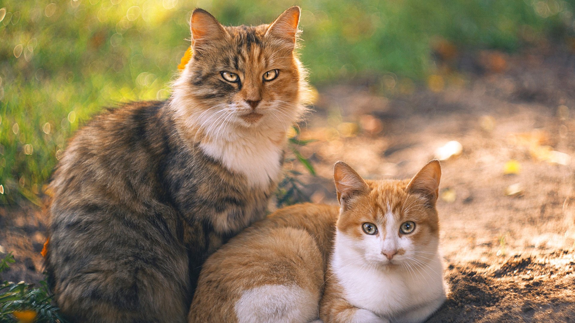 主场气势谁的球馆最具压迫感，主场一般谁开球