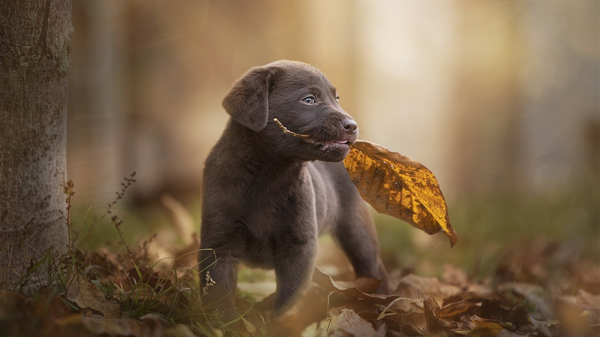 博卡计划加强心理素质与比赛韧性培养,博卡青年培养出的球星