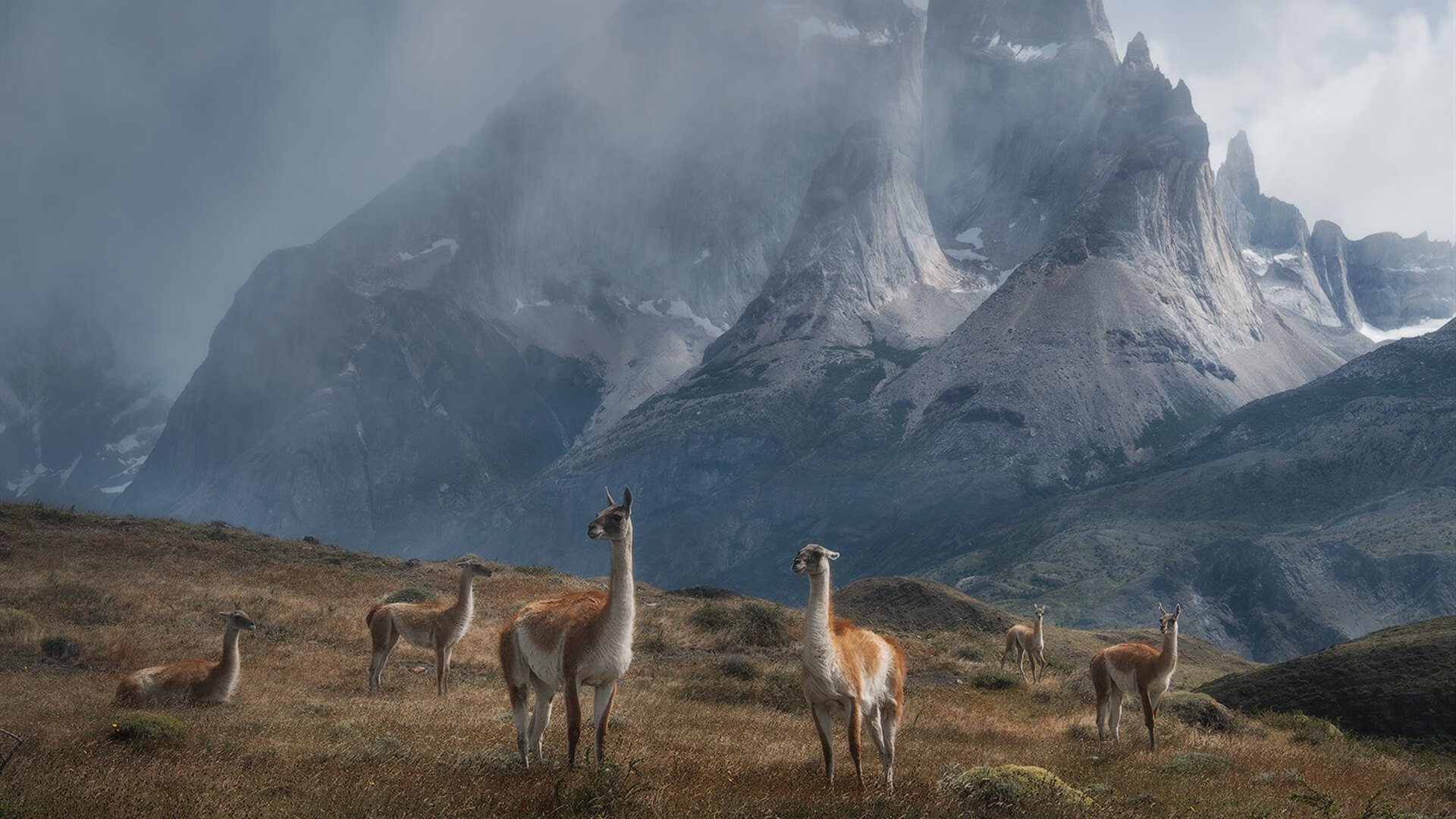 北京鸭加强突破能力打破对方严密防守,北京鸭怎么吃法