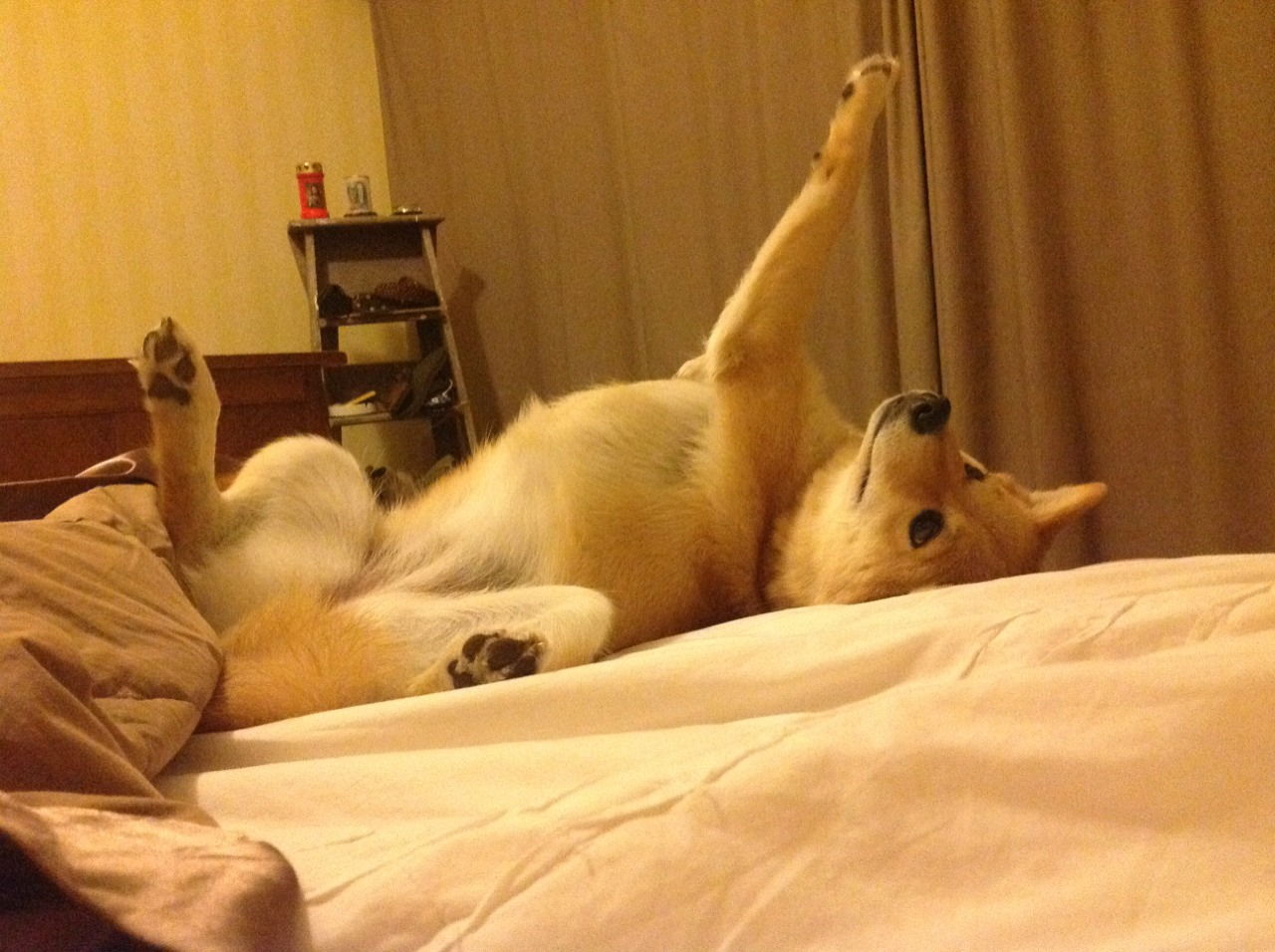 九游官网入口活动-罚球命中率谁才是联盟最稳定的射手，罚球命中率最高