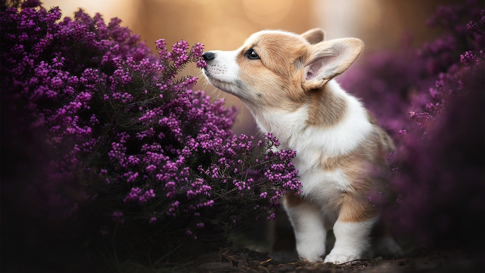 职业球员恢复期科学监管不足