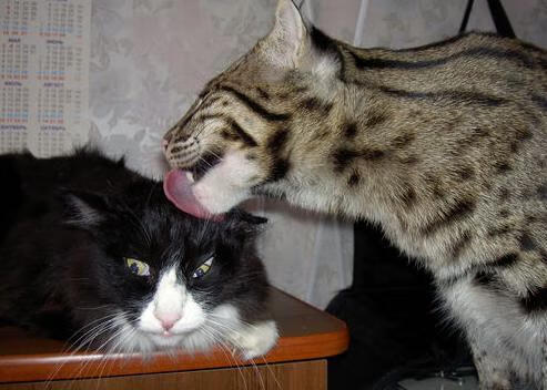 阿森纳边路快马持续制造突破机会，阿森纳sheaf