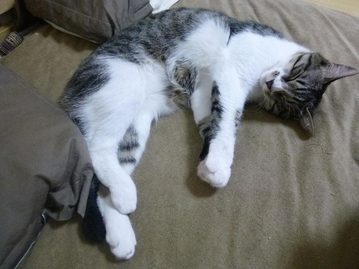 九游官网入口活动-中国女排新晋自由人首次亮相比赛，2021中国女排自由人是谁