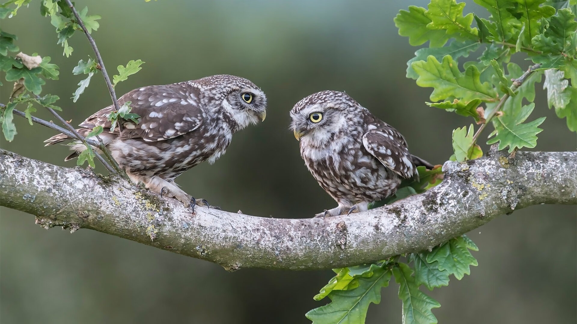 九游体育官网-亚历克斯·格林伍德稳步提高，成为袋鼠队不可或缺的后防力量，亚历克斯-格林伍德