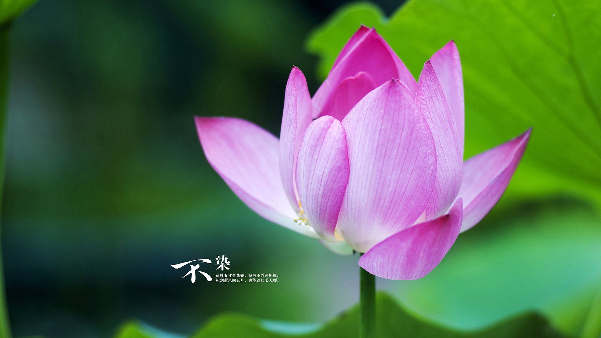 九游娱乐在线-国王阵容深度成西部黑马，国王队打法