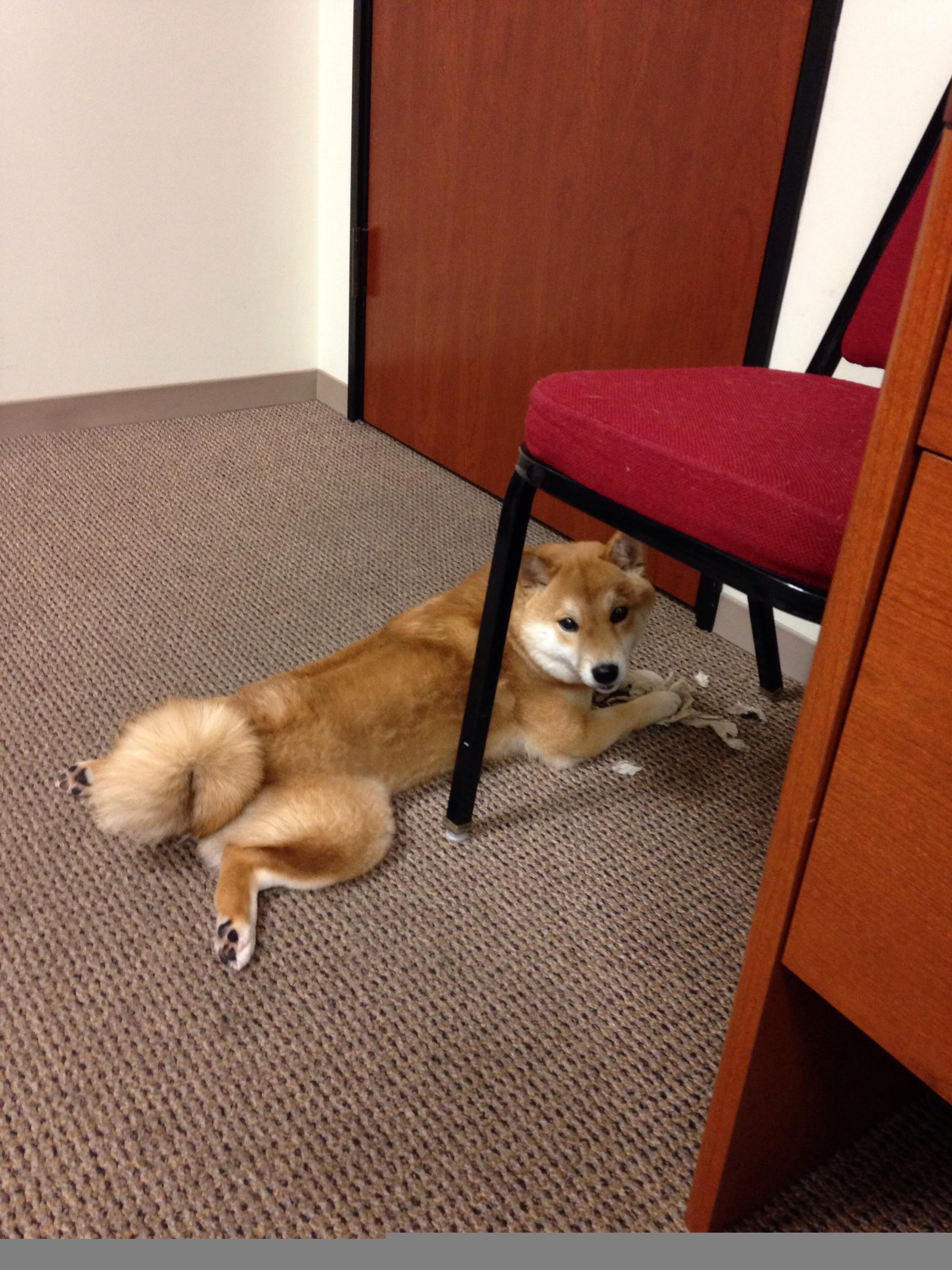 九游官网入口注册-字母哥刷新场均三双纪录雄鹿再登榜首，字母哥还在雄鹿队吗