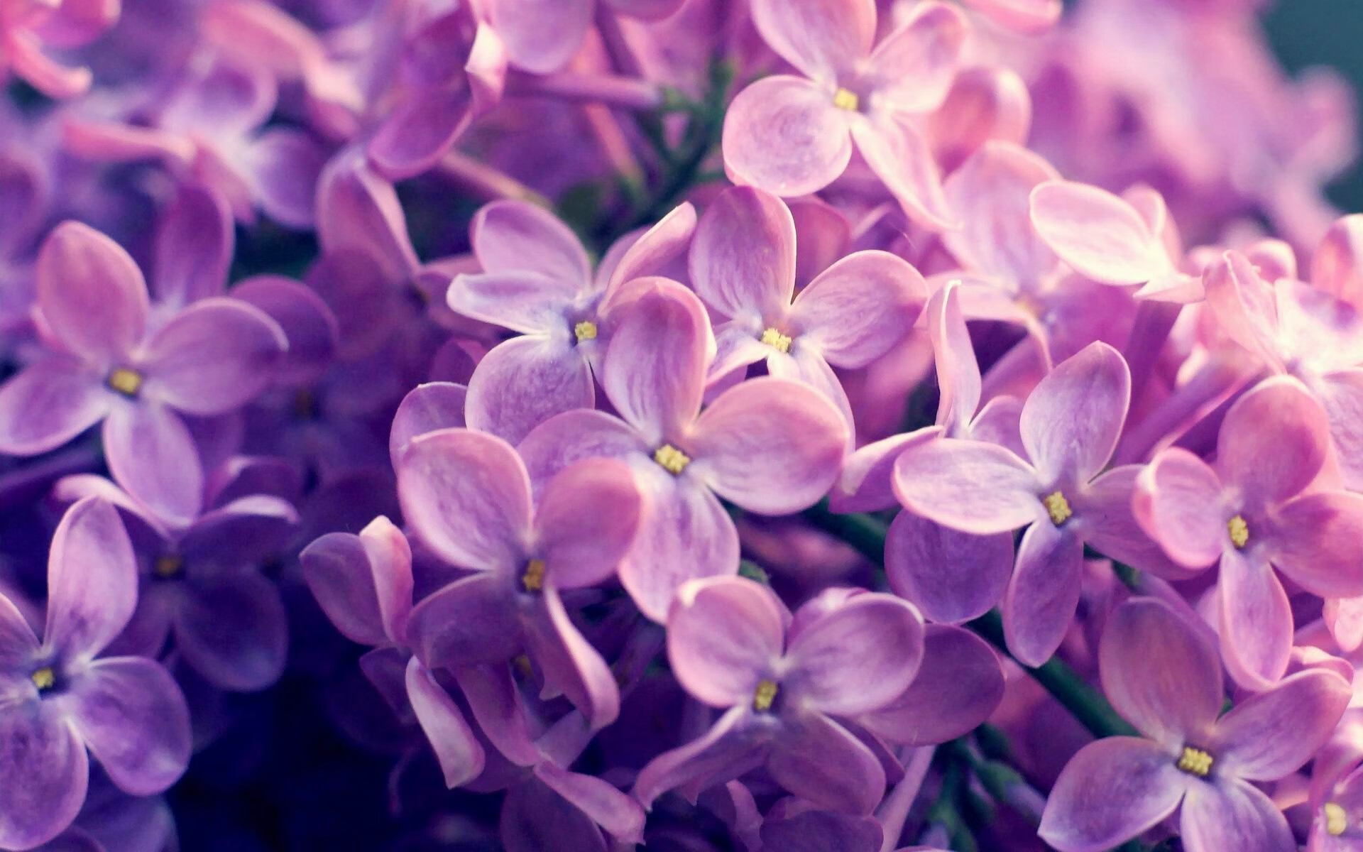 字母哥刷新场均三双纪录雄鹿再登榜首，字母哥还在雄鹿队吗